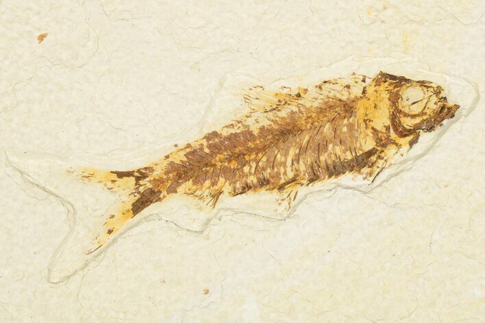 Detailed Fossil Fish (Knightia) - Wyoming #186478